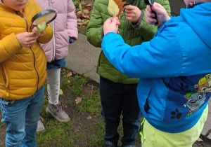 Grupa dzieci ogląda jak wygląda kształt, faktura liścia.